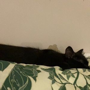 Meet your Posher, Ella